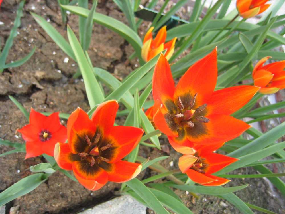 Tulipa orphanidea (Balkan-Tulpe)